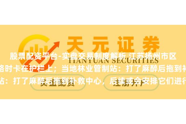 股票配资平台-实盘交易制度解析 江苏扬州市区有两只野猪转悠，过马路时卡在护栏上；当地林业管制站：打了麻醉后拖到补救中心，后续或会安排它们进行展览